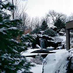 a chicago garden in winter